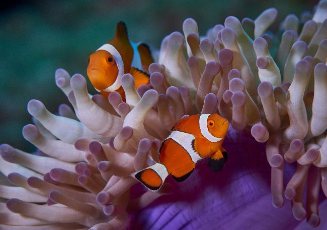 Nemo I