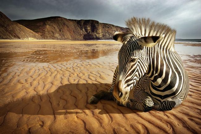 Abandoned Zebra
