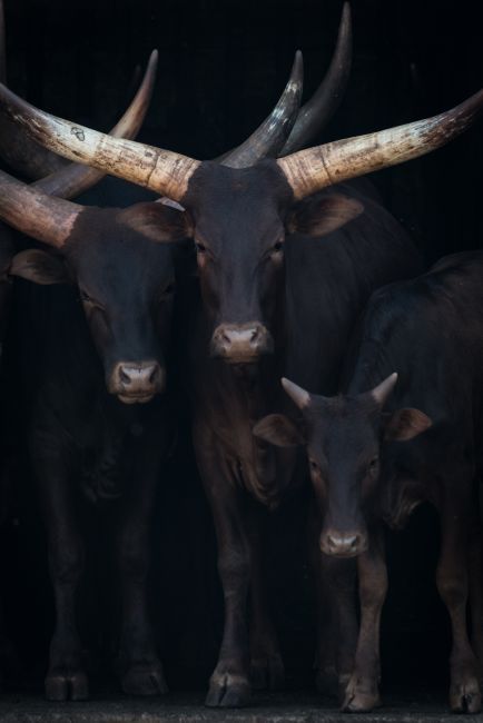 Watusi Family I