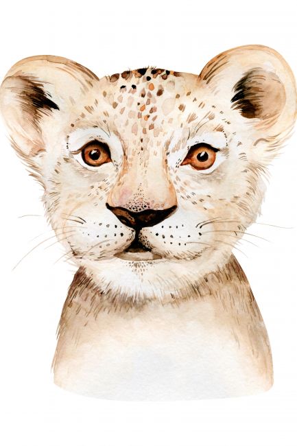 Baby Lion
