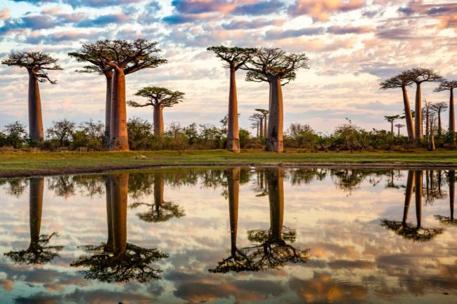 Baobab Tree