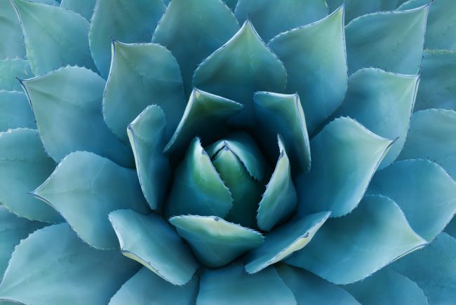 Blue Cactus II Poster