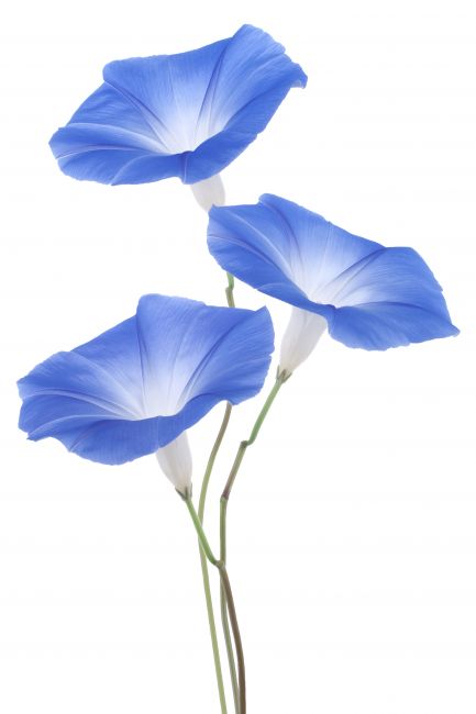 Blue Flower Poster