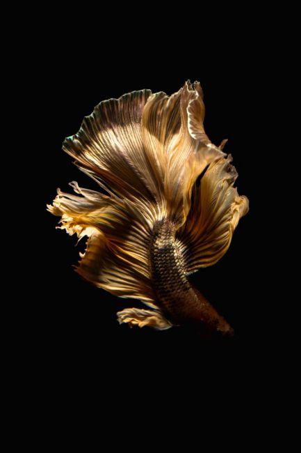 Fish II