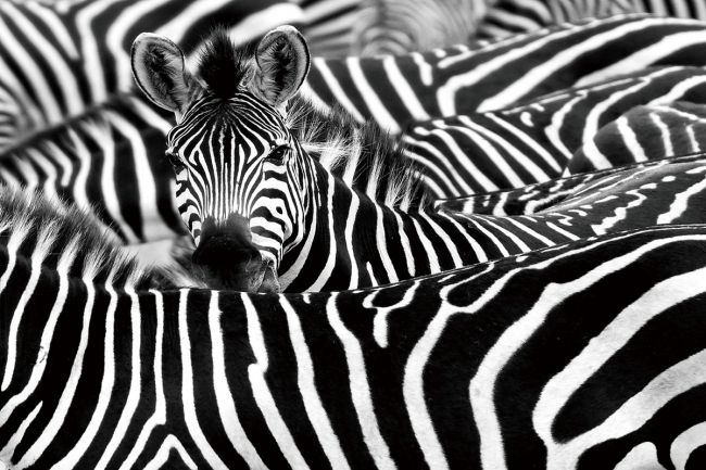 Curious Zebra