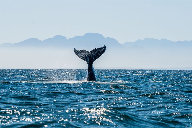 Diving Whale