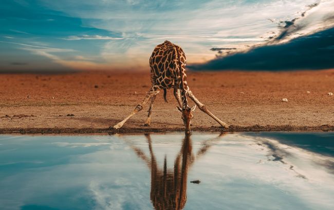 Drinking Giraffe