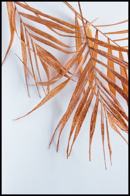 Dry Leaves