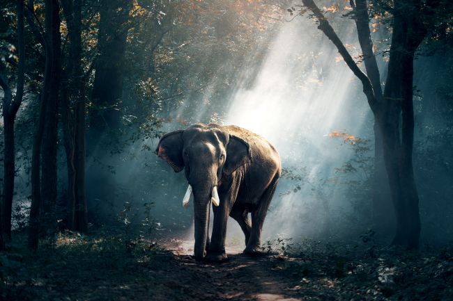 The Jungle Elephant