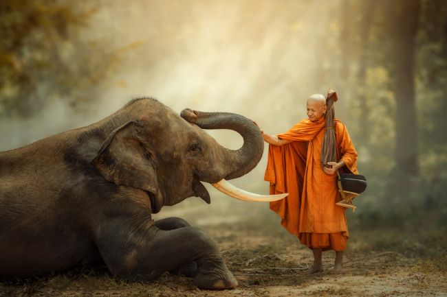 Elephant Ivory