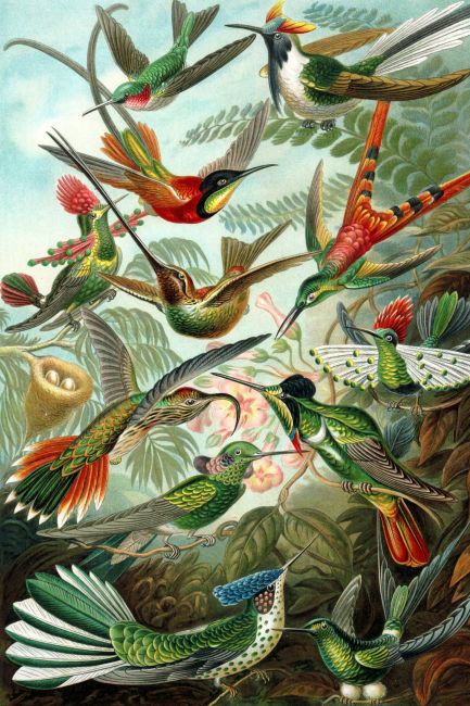 Kolibries - Ernst Haeckel