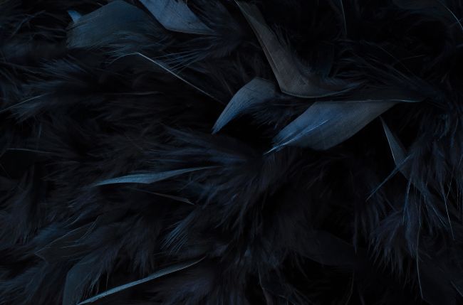 Feathers
