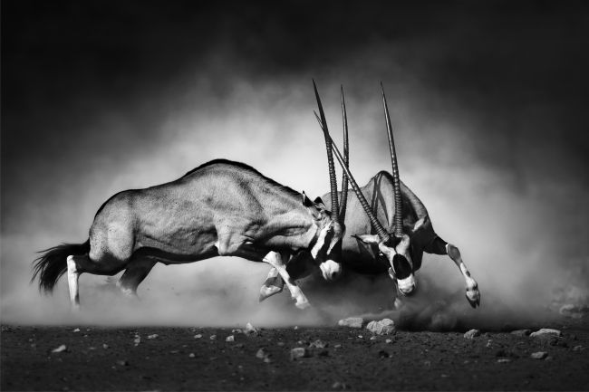 Fighting Antelopes