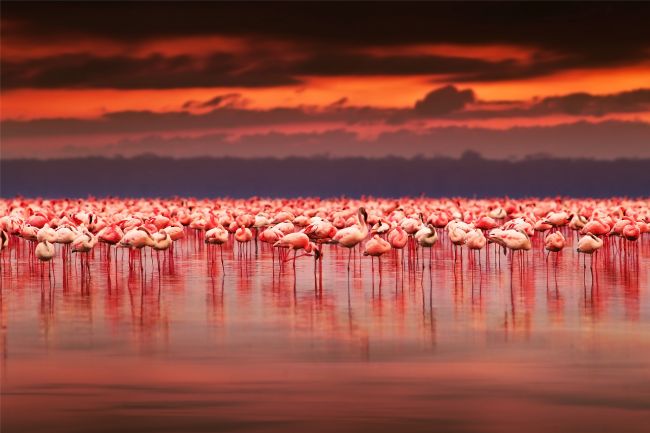 The Flamingo Party I