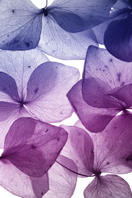 Flower Leaf II Poster