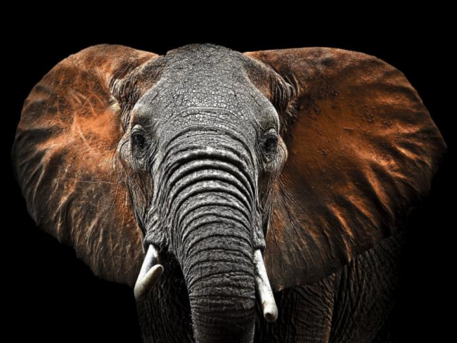 Olifant IV