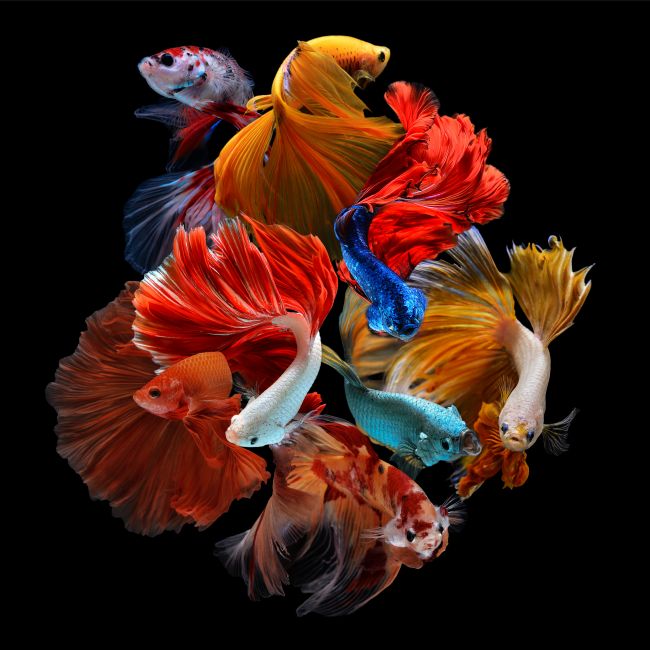 Fish Party