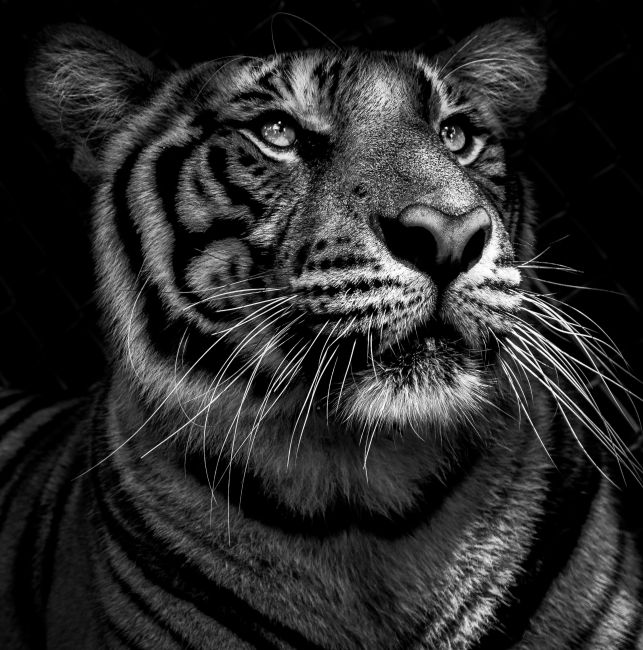 Tijger B/W