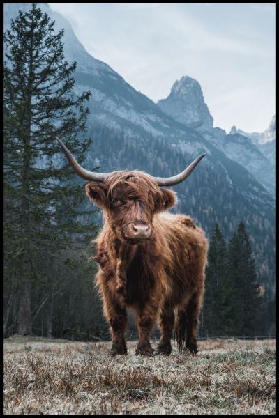 Highland Cow Poster
