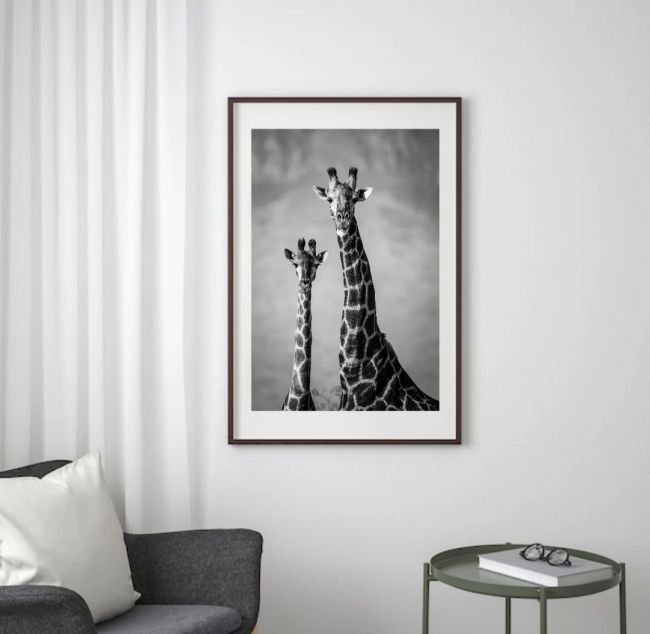 Giraffes