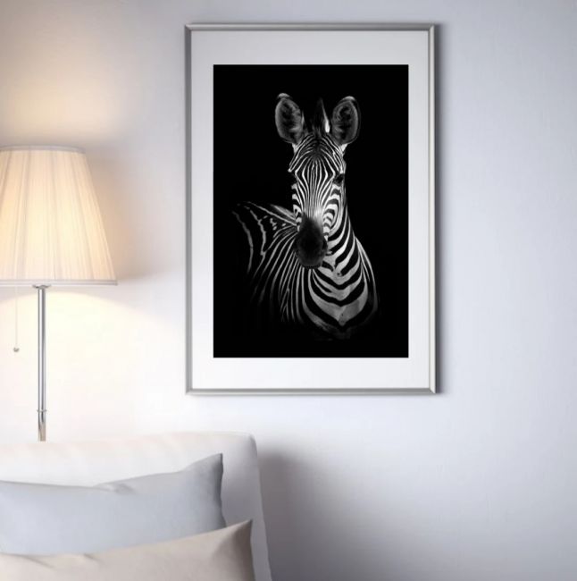 Zebra IV
