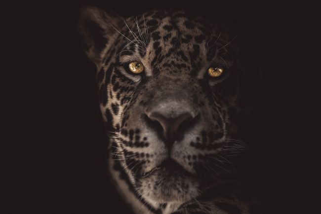 Dark Jaguar