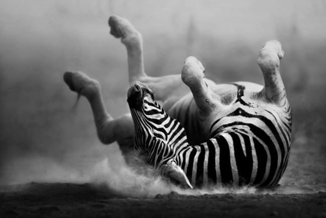 Joyful Stripes