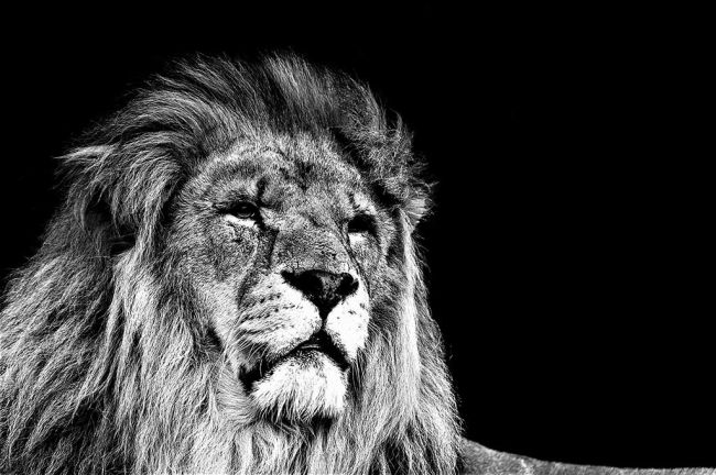 King Of The Animals