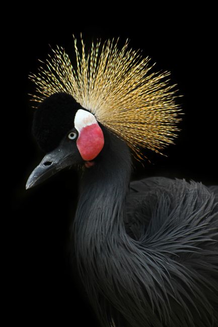 Kraanvogel