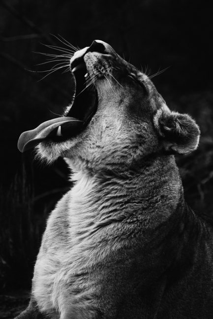 Lioness Roar