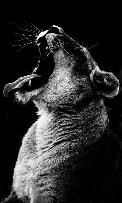 Lioness II poster