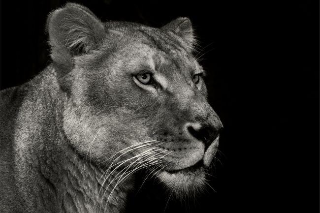 Lioness Portrait
