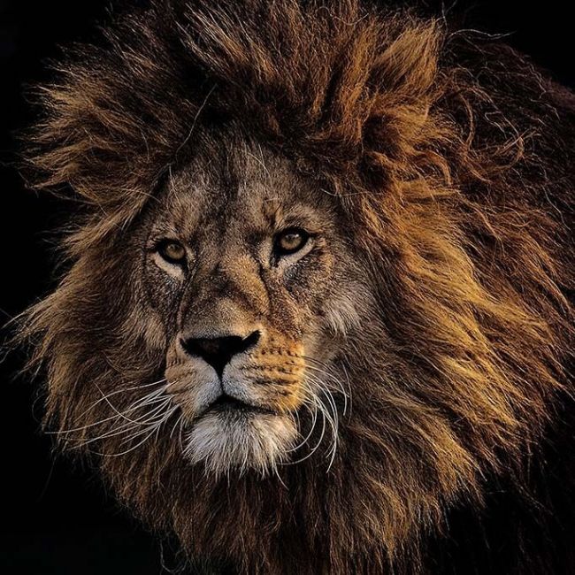 Impressive Lion