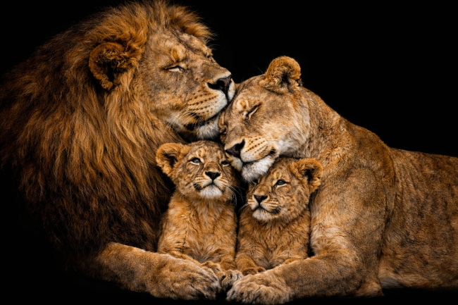 Leeuwenfamilie met mannetjesleeuw, leeuwin en welpen in een liefdevolle pose tegen donkere achtergrond