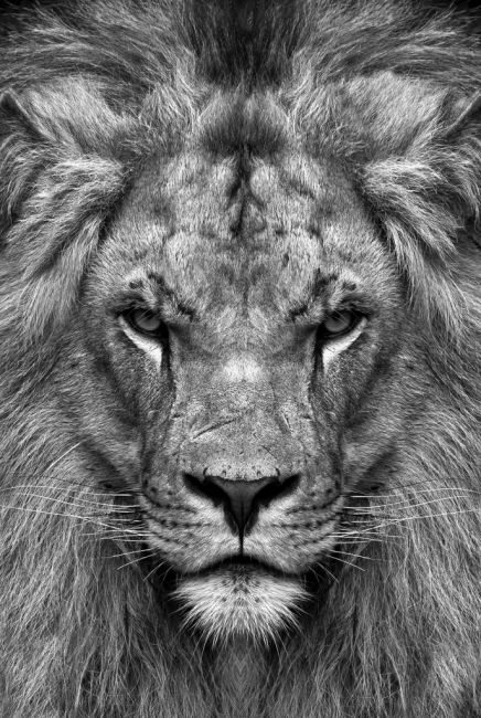 Mad Lion