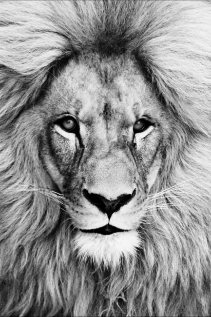 Majestic Lion