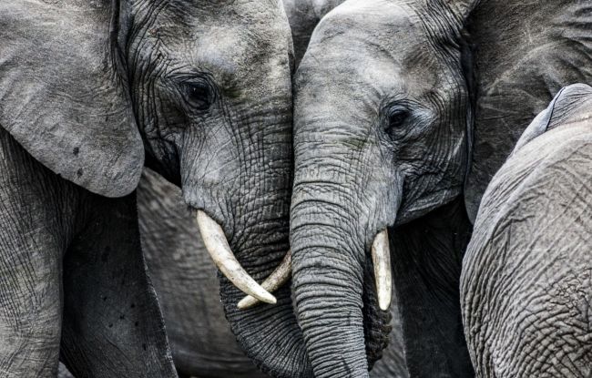 Elephants In Love