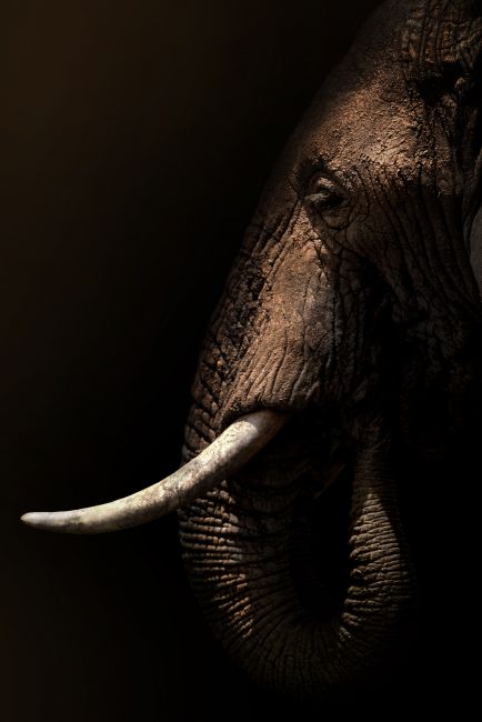 Olifant IIII