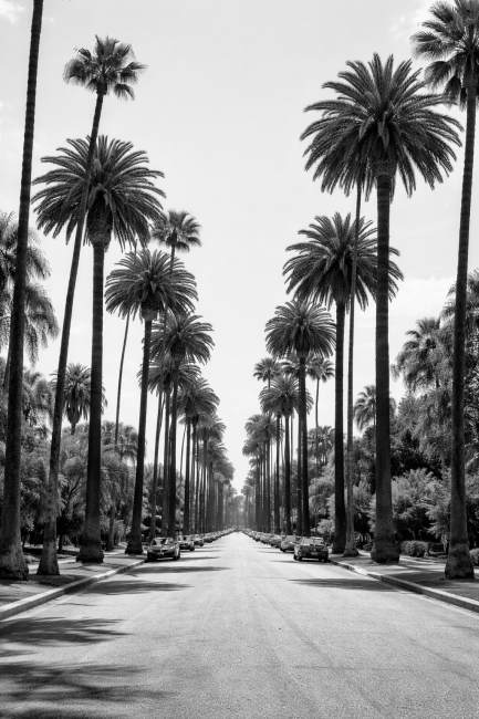 Palm Boulevard