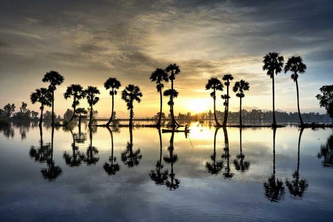 Palm Trees Culture