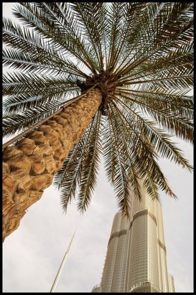 Palm View