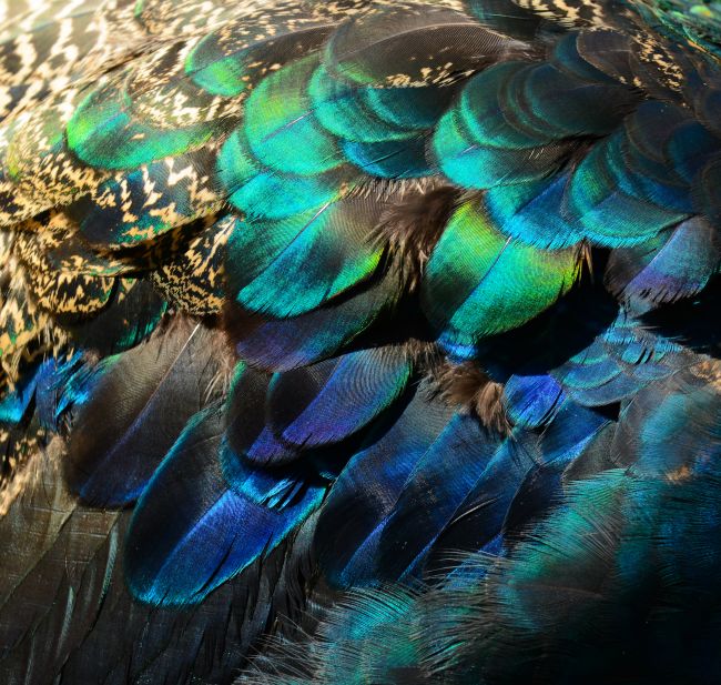 Peacock Feathers