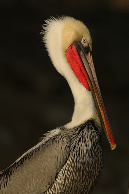 Pelikaan