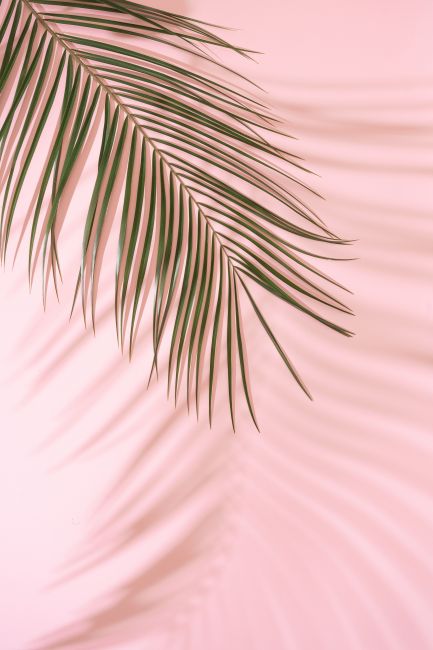 Pink Palm IV Poster