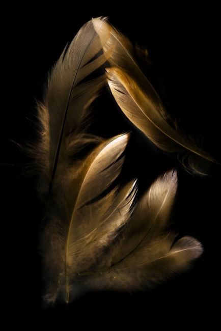 Plume Feathers