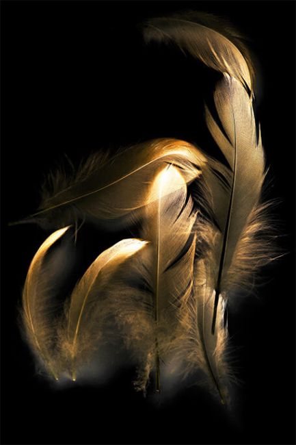 Plume Feathers II