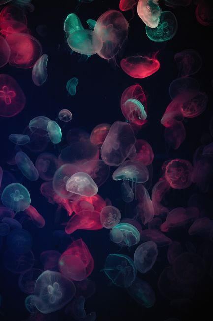 Red and Blue Jellyfish