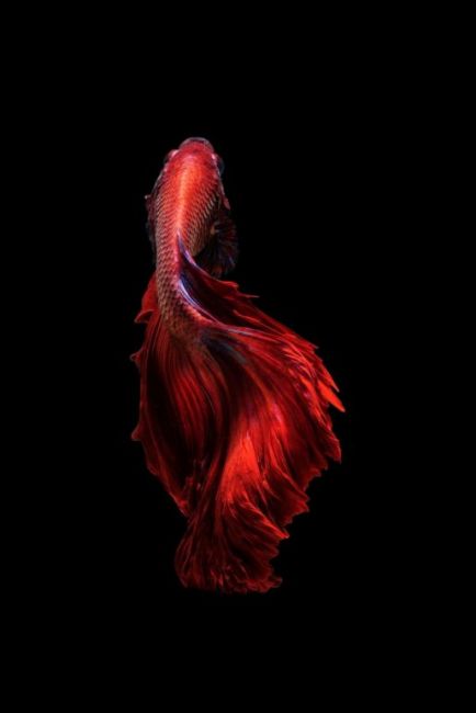 Fish I