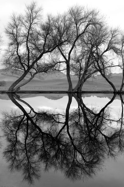 Reflecting Tree Poster