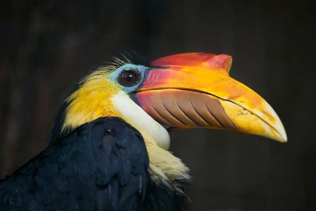 Rhinoceros Bird